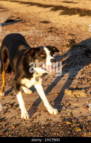 Un cane di razza mista con un sacco di collie di confine in lui in attesa di un bastone per essere gettato. Foto Stock