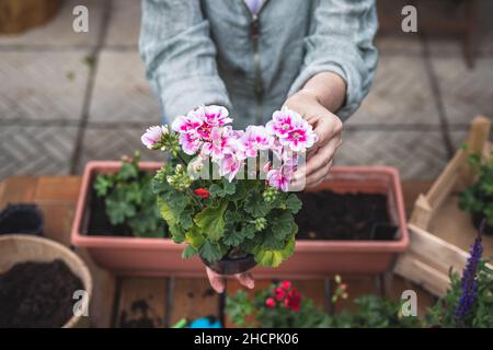 Donna che tiene il fiore rosa del pelargonio nelle mani. Giardinaggio in primavera. Piantando geranio piantare su tavola Foto Stock