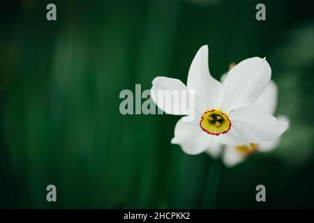 Profondità di campo poco profonda (fuoco selettivo) dettagli con un fiore bianco di narciso (Narcissus) in una giornata di primavera soleggiata. Foto Stock