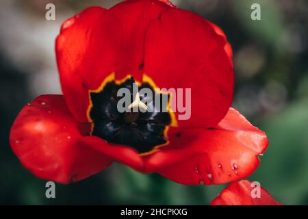 Profondità di campo bassa (fuoco selettivo) dettagli con tulipani rossi in una giornata di primavera soleggiata. Foto Stock