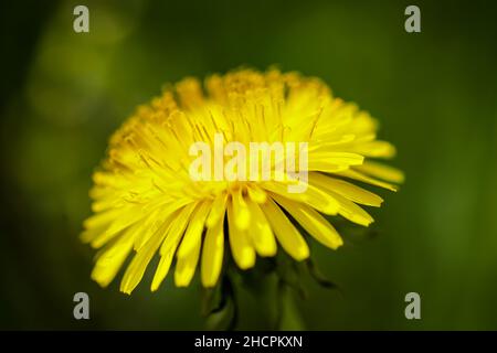 Profondità di campo poco profonda (fuoco selettivo) dettagli con fiori di dente di leone fioriti (Taraxacum) durante una giornata di primavera soleggiata. Foto Stock
