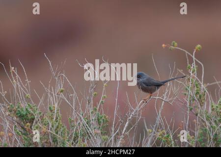 Il curruca del guerriero di Dartford undata che perching nel sansouire in Camargue, Francia meridionale Foto Stock