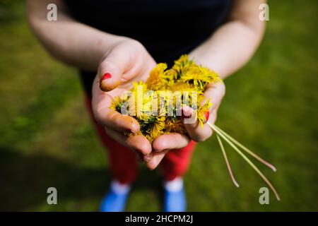 Profondità di campo poco profonda (fuoco selettivo) dettagli con le mani di una donna anziana che tiene fiori di dente di leone (Taraxacum) durante una giornata di primavera soleggiata. Foto Stock