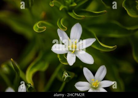 Profondità di campo poco profonda (fuoco selettivo) dettagli ninfea pioggia bianca fiori (Zephyranthes candida, autunno giglio zephyr, vento bianco). Foto Stock