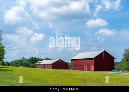 Due granai rossi nelle colline ondulate della Pennsylvania circondati da campi erbosi. Foto Stock
