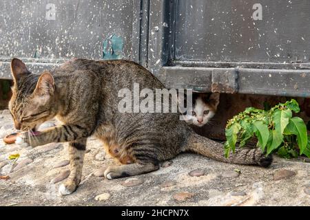 Vari alimenti asiatici dal nord della Thailandia Foto Stock