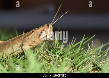 Una locusta sull'erba di un prato cortile nel centro di Trinidad. Foto Stock