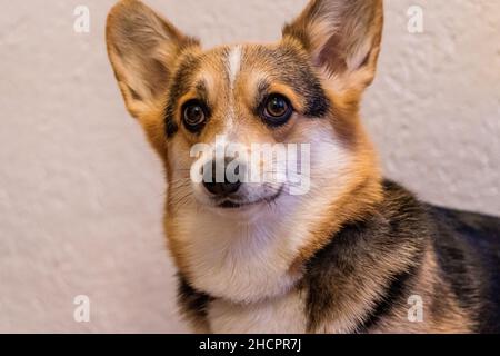 Adorable cane di razza gallese Corgi Pembroke in vista frontale fissando con interesse Foto Stock