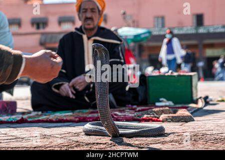 Cobra serpente sulla strada della città con incantatore di serpente seduto su tappeto all'aperto Foto Stock