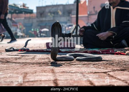 Serpente Cobra su marciapiede con incantatore serpente sullo sfondo Foto Stock