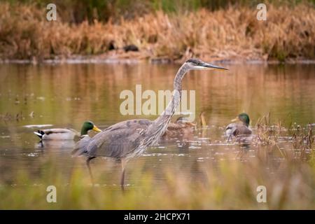 Un Heron alla ricerca delle acque del torrente Strawberry per un pasto di fine giornata presso un trust terra della contea di Door vicino a Surgeon Bay Wisconsin. Foto Stock