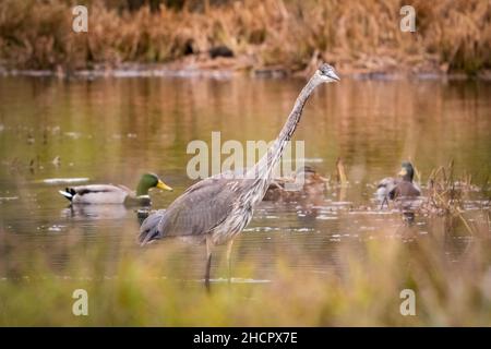 Un Heron alla ricerca delle acque del torrente Strawberry per un pasto di fine giornata presso un trust terra della contea di Door vicino a Surgeon Bay Wisconsin. Foto Stock