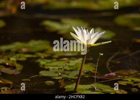 Fiore bianco della specie ninfea nouchali, o giglio d'acqua, che sta per essere impollinato da un'ape o insetto volante, in uno stagno di acqua piovana in Cambogia, sud Foto Stock