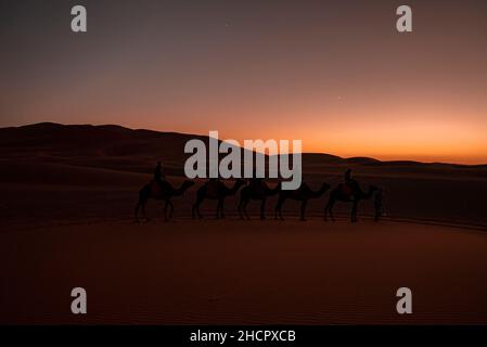 Beduino conduce carovana di cammelli con i turisti attraverso la sabbia nel deserto Foto Stock