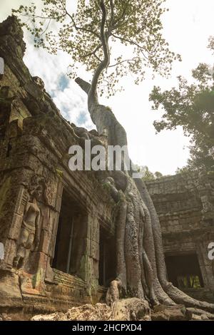 Un esemplare di Tetrameles nudiflora, si aggrappa alle sue radici e cresce su uno degli edifici del tempio di Ta Prohm, nel Parco Archeologico di Angkor, C. Foto Stock