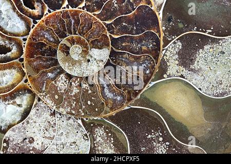 Si tratta di fossili preistorici mollusco chiamato ammonita, un estinto animale marino. Foto Stock