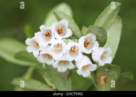 Vaccinium vitis-idaea, fiori di cowberry, frutti di bosco commestibili dalla Finlandia Foto Stock