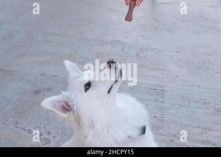 Cibo per cani e cani bianchi, cibo per cani secchi, scena di mangiare all'aperto Foto Stock