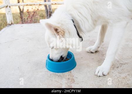 Cibo per cani e cani bianchi, cibo per cani secchi, scena di mangiare all'aperto Foto Stock