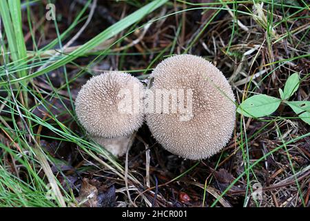 Lycoperdon perlatum, noto come il più comune palla di palla, palla di palla con verruche, palla di pietra con borchie di gemma o la scatola di serpente del diavolo, fungo selvatico dalla Finlandia Foto Stock