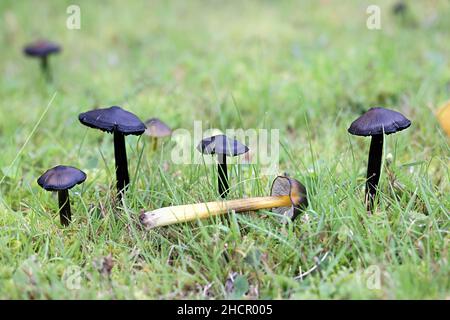 Hygrocybe conica, conosciuta come la strega del cappello conico, tappo di cera o conici tappo viscido, funghi selvatici dalla Finlandia Foto Stock