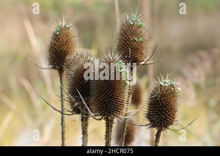 teste di seme essiccate di pianta di teasel selvaggia in inverno con semi di germogliazione Foto Stock