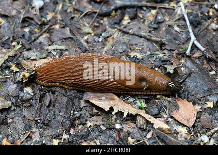 Arion vulgaris (Arion lusitanicus), conosciuto come lo slug spagnolo, un parassita da giardino altamente invasivo e nocivo Foto Stock