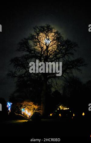Scene da Glow Wild a Wakehurst Place Foto Stock