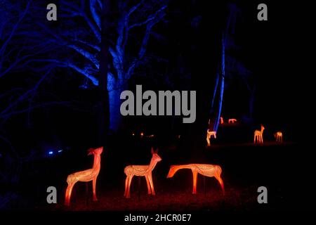 Scene da Glow Wild a Wakehurst Place Foto Stock