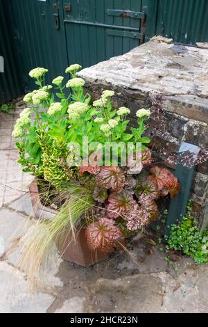 Sedum e piante di heuchera coltivano in una pentola di terracotta su un patio giardino Galles UK KATHY DEWITT Foto Stock