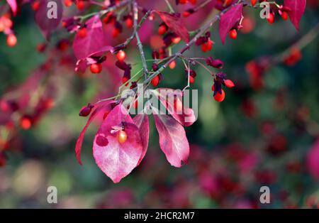 colori autunnali, foglie viola e bacche arancioni su albero fusello Foto Stock