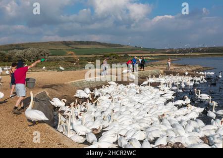 Inghilterra, Dorset, Abbotsbury, visitatori che nutrono una bevia di Mute Swans presso Abbotsbury Swannery Foto Stock