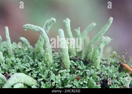 Claconia coniocraea, detta anche Clafonia fimbriata var. Coniocraea, conosciuta come lichen a polvere comune, che cresce in legno morto in Finlandia Foto Stock