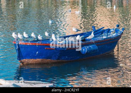 Legno colorato blu vecchia barca e gregge di gabbiani bianchi sulla barca Foto Stock