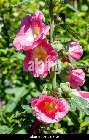 Alcea (althaea rosea) una pianta di fiori rosa alta estate comunemente noto Hollyhock foto di scorta Foto Stock