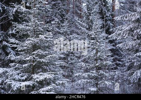 Alberi innevati di abete rosso nella fitta foresta invernale Foto Stock