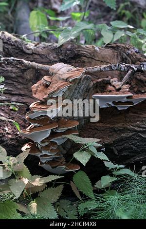 Ganoderma lipsiense, chiamato anche Ganoderma applanatum, noto come fungo da staffa dell'artista, il conca dell'artista o il pane dell'orso, un fungo dei polipori dalla Finlandia Foto Stock