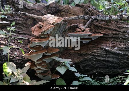 Ganoderma lipsiense, chiamato anche Ganoderma applanatum, noto come fungo da staffa dell'artista, il conca dell'artista o il pane dell'orso, un fungo dei polipori dalla Finlandia Foto Stock