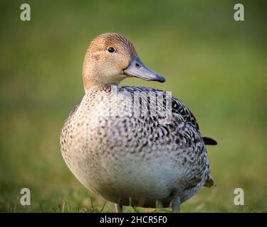 Una femmina Northern Pintail, Anas acuta, in posa su sfondo verde guardando la fotocamera Foto Stock