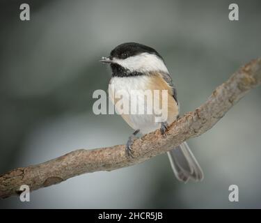 Chickadee nero-capped, ricapillus di Poecile, arroccato su un ramo con la neve sul naso Foto Stock