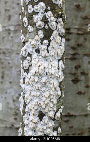 Basidioradulum radula, conosciuta come crosta dentata, fungo selvatico dalla Finlandia Foto Stock