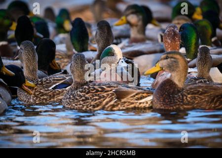 Maschio American Wigeon, Mareca americana, in uno stagno in un grande gruppo di Malllards Foto Stock