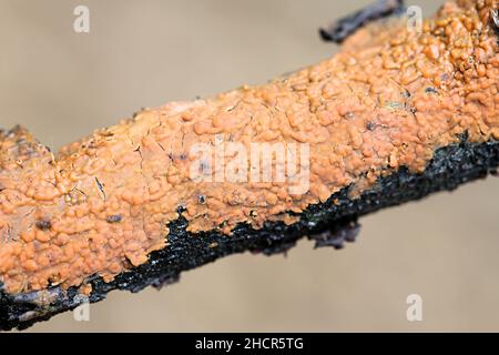 Peniophora incarnata, conosciuta come la crosta rosata, fungo selvatico della Finlandia Foto Stock