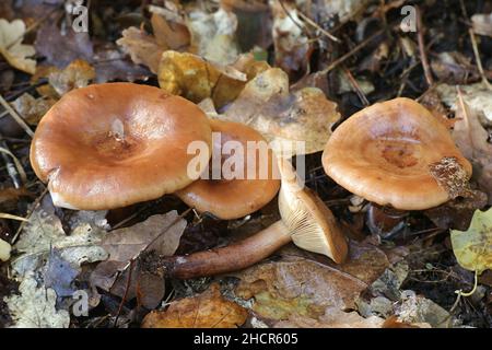 Lactarius quietus, comunemente noto come la quercia milkcap, oakbug milkcap o milkcap meridionale Foto Stock