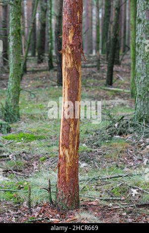 Pino danneggiato con corteccia strippata da cervi rossi (Cervus elaphus) nella foresta. Danni causati da mangiare o strofinare le corna per rimuovere la pelle esterna / velluto Foto Stock