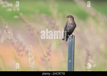 Una femmina di uccello nero alare rosso arroccato in cima a un fencempost con uno sfondo impressionistico-guardando alla Lynde Shores Conservation Area a Whitby, Ontario. Foto Stock