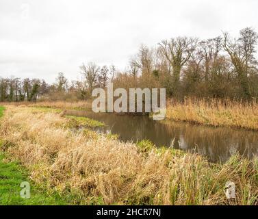 Il fiume Bure in piena inondazione che scorre attraverso prati nel villaggio di Norfolk di Buxton. Catturato in un luminoso, ma freddo, giorno d'inverno Foto Stock