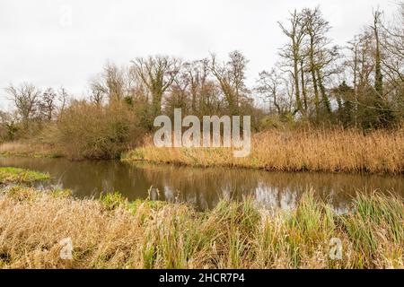 Il fiume Bure in piena inondazione che scorre attraverso prati nel villaggio di Norfolk di Buxton. Catturato in un luminoso, ma freddo, giorno d'inverno Foto Stock