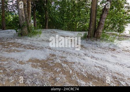 Lanugine di pioppo sul terreno Foto Stock