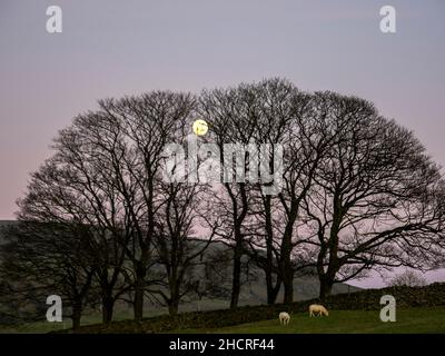 Luna piena che sorge su una fattoria ad Austwick, nello Yorkshire Dales, Regno Unito. Foto Stock
